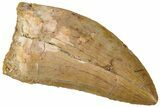 Serrated, Carcharodontosaurus Tooth - Real Dinosaur Tooth #311038-1